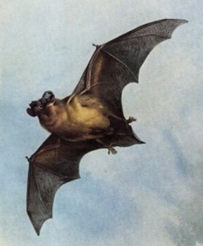 Bat's Wing Oil